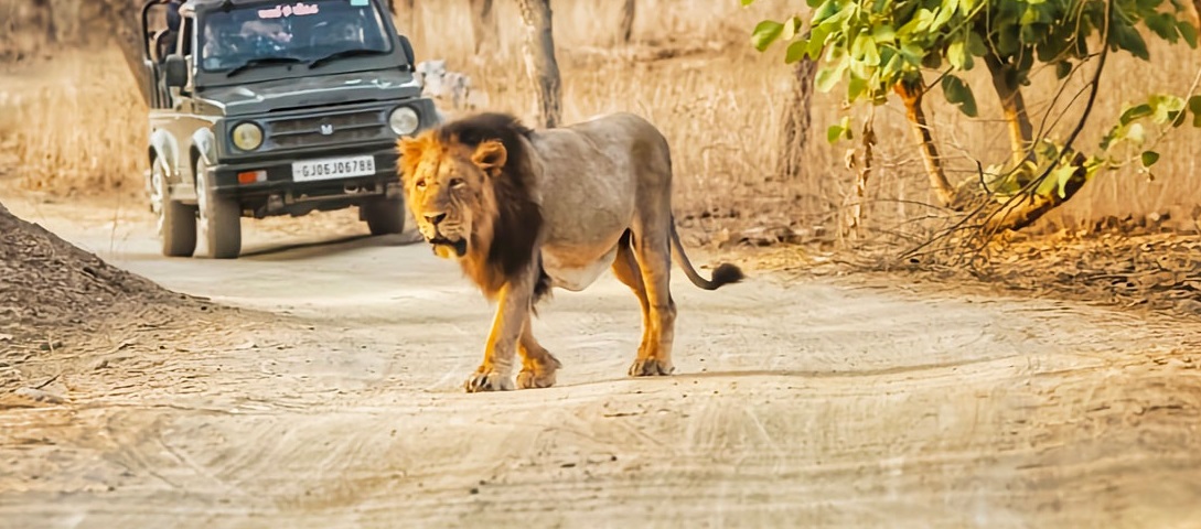 Essential Packing Guide for Your Gir Jeep Safari Adventure