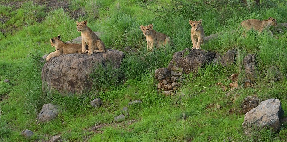 Gir National Park meant to create a wildlife story