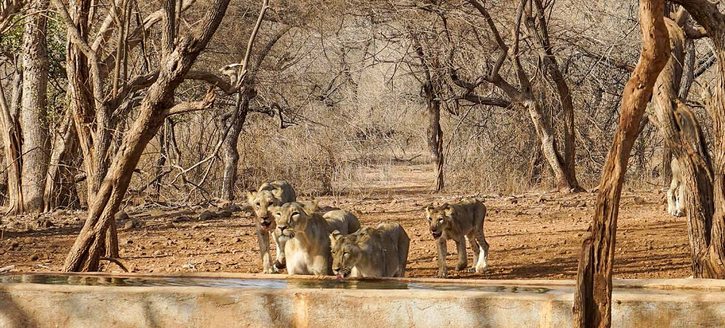 A Comprehensive Guide to Diu Trip from Gir National Park