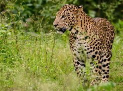 shoolpaneshwar wildlife