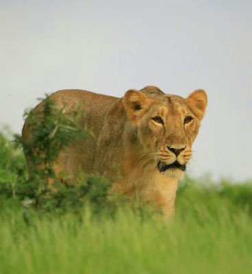synopsis on gir lions