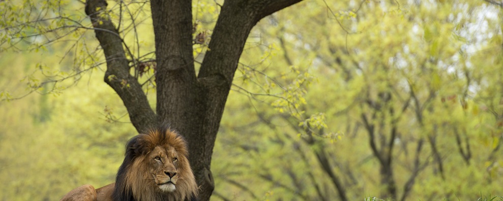 Best things to do in Sasan Gir National Park