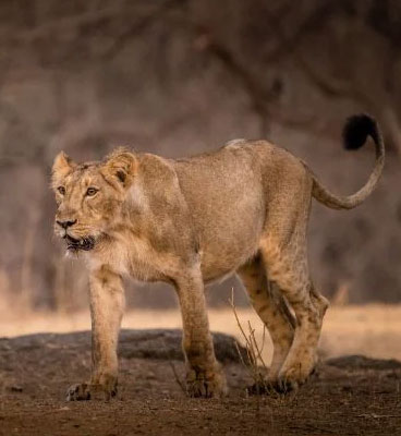 tourist attraction near gir