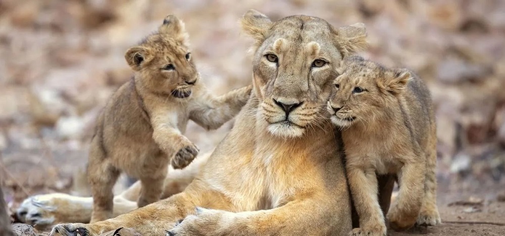 Wildlife Travel Guide to Gir National Park