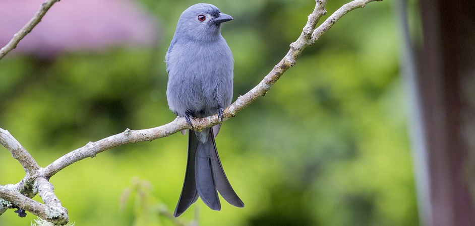 A Guest in Gir: Chinese White-Cheeked Ashy Drongo Spotted